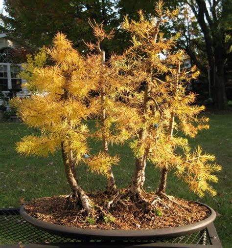 Akron Canton Bonsai Society: Larch Project: Forest Planting Basics