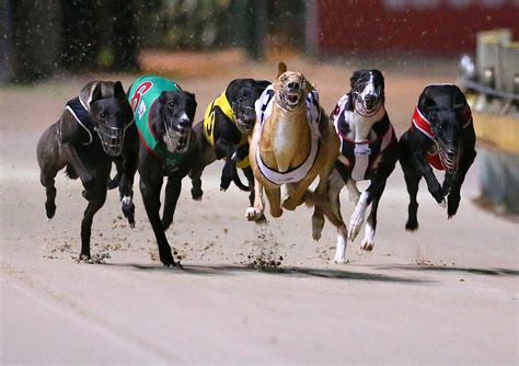 Four runners that made history as multi-time winners of the Greyhound Derby