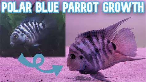 Polar Blue Parrot Cichlid Growth Timelapse | Juvenile to Adult - YouTube