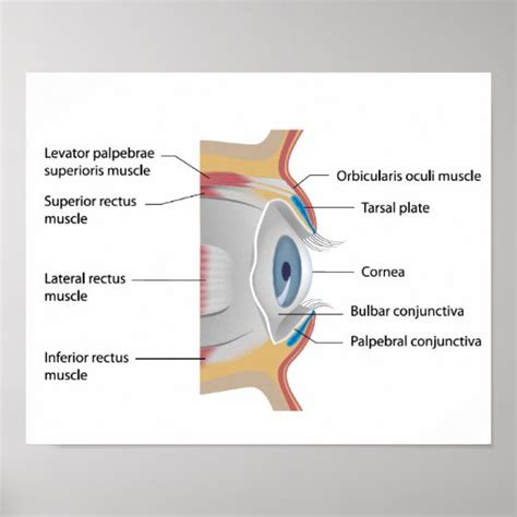 Eye conjunctiva anatomy Poster | Zazzle