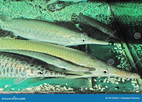 Spotted Gar (Lepisosteus Oculatus) in Aquarium Stock Image - Image of ...