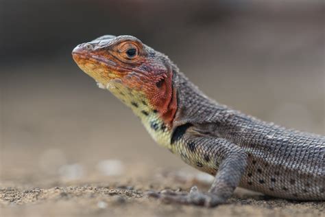 Lava Lizard | Sean Crane Photography