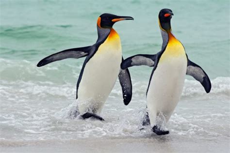 King Penguin Facts - CRITTERFACTS