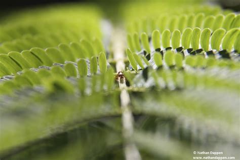 Acacia Ants on an Acacia tree | Acacia ant on an acacia tree… | Flickr