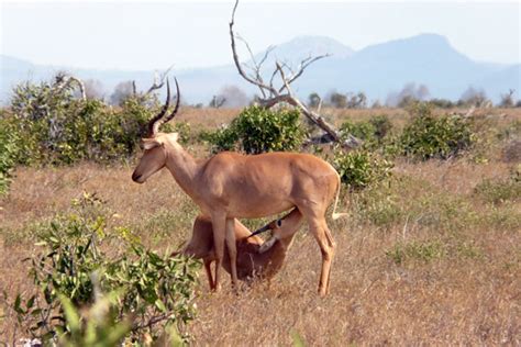 Ever heard of the hirola? New survey shows world's rarest antelope ...