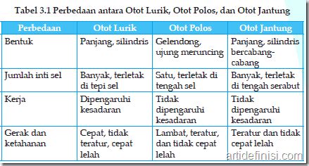 Jelaskan Perbedaan Antara Otot Jantung Dan Otot Lurik - Tugas sekolah