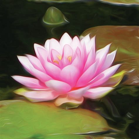 Pink Lotus Lily Flower Painting Digital Art by Safia Designs