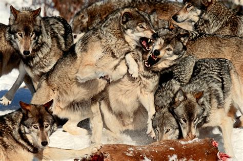 Gray Wolves, Quebec, Canada - Art Wolfe