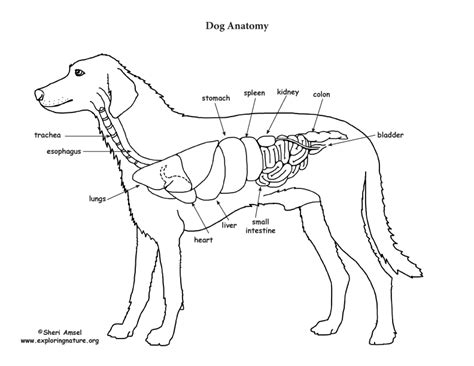 Dog Lungs Anatomy - Anatomy Book