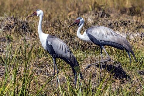 Wattled Crane Pair – African Reference Photos for Wildlife Artists by ...