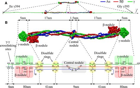 Mechanism of Fibrin(ogen) Forced Unfolding: Structure