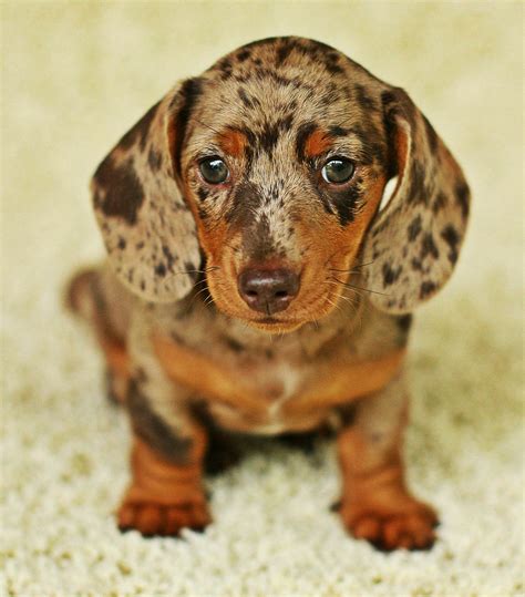 Enough to melt your heart... Daschund Puppies, Baby Dachshund, Dapple ...