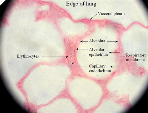 alveoli histology labeled - Google Search | Science nerd, Labels, Science