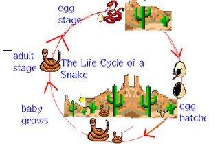 REPRODUCTIVE SYSTEM OF SNAKES