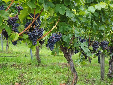 Free Images : grape, vineyard, fruit, food, produce, crop, blue ...