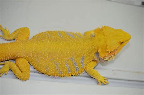 Citrus Bearded Dragon | Bearded Dragon Breeders