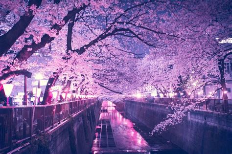 Cherry Blossom Tree at Night Wallpapers - Top Free Cherry Blossom Tree ...