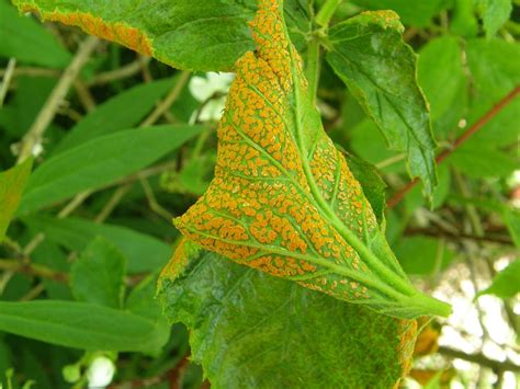 Blackberry Orange Rust - Free photo on Pixabay - Pixabay