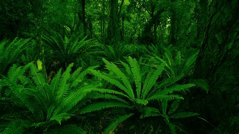 1920x1080 leaves ferns macro water drops nature plants JPG 247 kB, HD ...