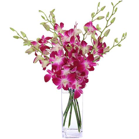 Send 10 Pcs. Pink Color Dendrobium Orchids to Bangladesh