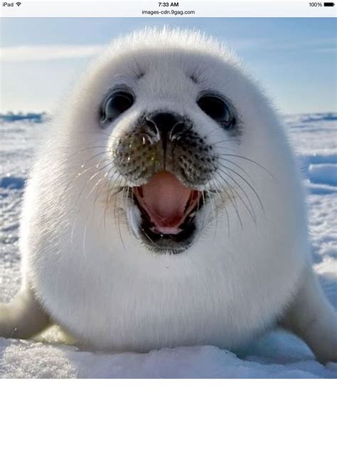 This is a cute and funny baby seal lost in Antarctica he is screaming ...