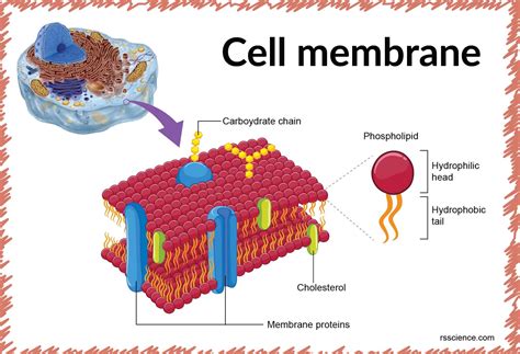 Cell Membrane Structure And Function A Level