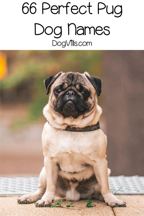 66 Perfect Pug Dog Names for Male & Female Pups - DogVills