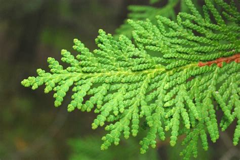 white cedar tree identification - Vince Ritchey