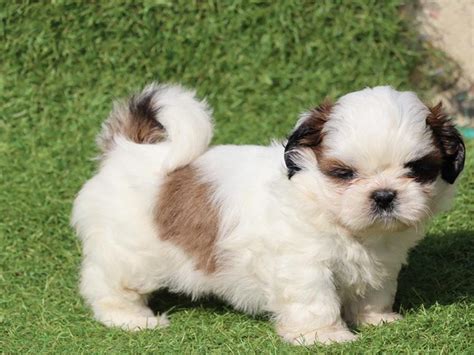 Shih Tzu Puppies for Sale in Delhi | The Barking Babies