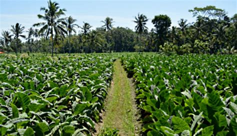 Perkebunan Kopi Di Indonesia - 50+ Koleksi Gambar