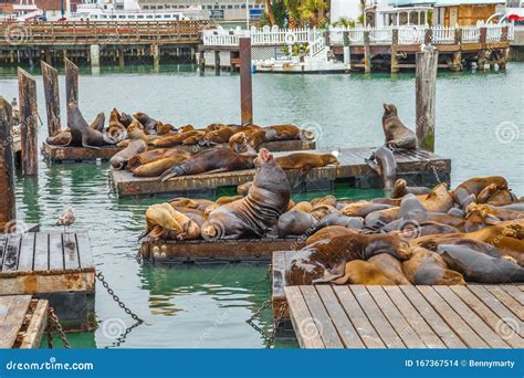 Sea Lions San Francisco Seafront Stock Photo - Image of animal ...