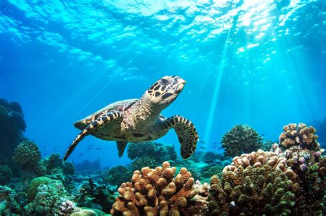 Plan aims to ensure survival of sea turtles - Cayman Compass