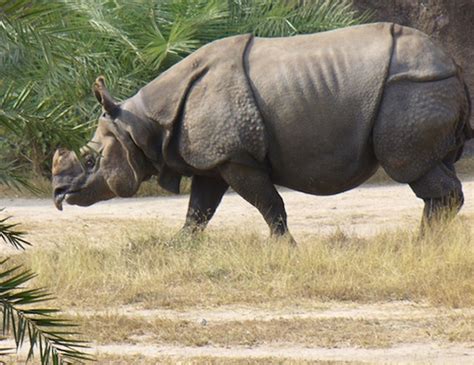 JAVAN RHINOCEROS LIFE EXPECTANCY