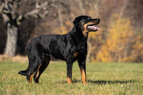 13 Black and Brown Dog Breeds | Great Pet Care