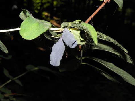 Lonicera caerulea L. | Plants of the World Online | Kew Science