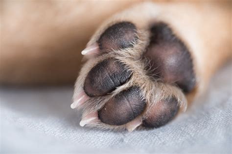 Hyperkeratosis in Dogs Paws and How to Heal it - Petsoid