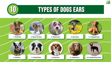 10 Types of Dog Ears - A-Z Animals