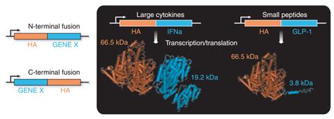 Fusion Protein Expression - Profacgen