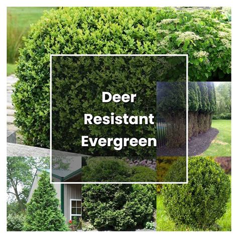 How to Grow Deer Resistant Evergreen Shrubs - Plant Care & Tips ...