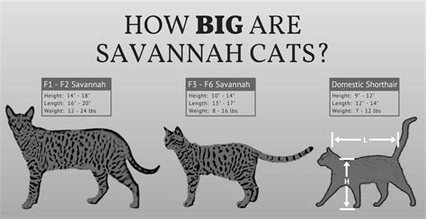 Savannah cat | Cattery SavannahJungle | Purebred Breeding