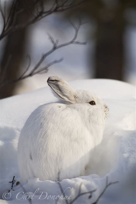 Snowshoe hare, winter molt, Wrangell - St. Elias National Park and ...