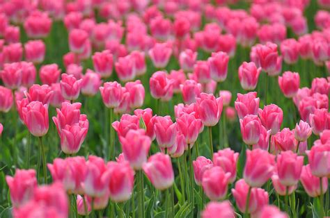 Prayer, Tulips and Miracles, this Story Will Touch Your Heart – Days ...