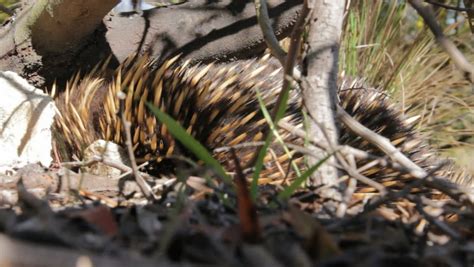 Echidna - Australian Egg-laying Monotreme Stock Footage Video 4880777 ...