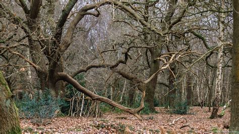 Sherwood Forest in England - maps and trails + photos