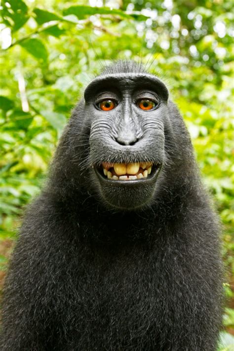 If a monkey takes a selfie in the forest, who owns the copyright? No ...