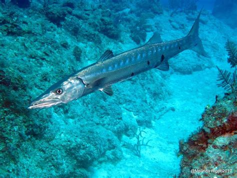 Barracuda Teeth | ROLLING HARBOUR ABACO