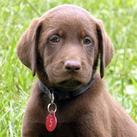 English Chocolate Lab Puppies Ohio / Pin by Dave Chambers on love ...