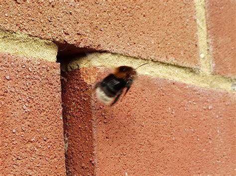 Evicting Bees from inside the wall of my house? | Beekeeping ...