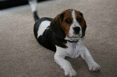 Beaglier (Beagle x Cavalier King Charles Spaniel Mix) Temperament ...