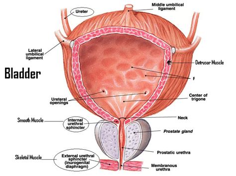 Prostate Surgeries: How many do you need?